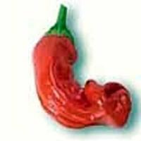 Peter Penis Pepper  Rød - C. annuum
