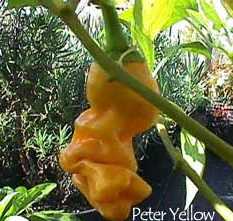 Peter Penis Pepper  Gul - Plante