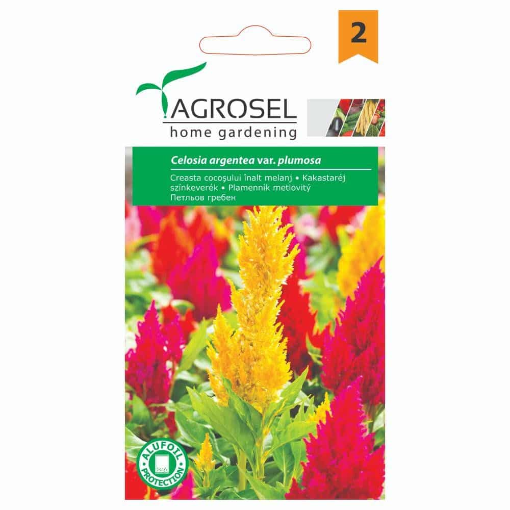 Hanekam - Celosia argentea plumosa - PG2