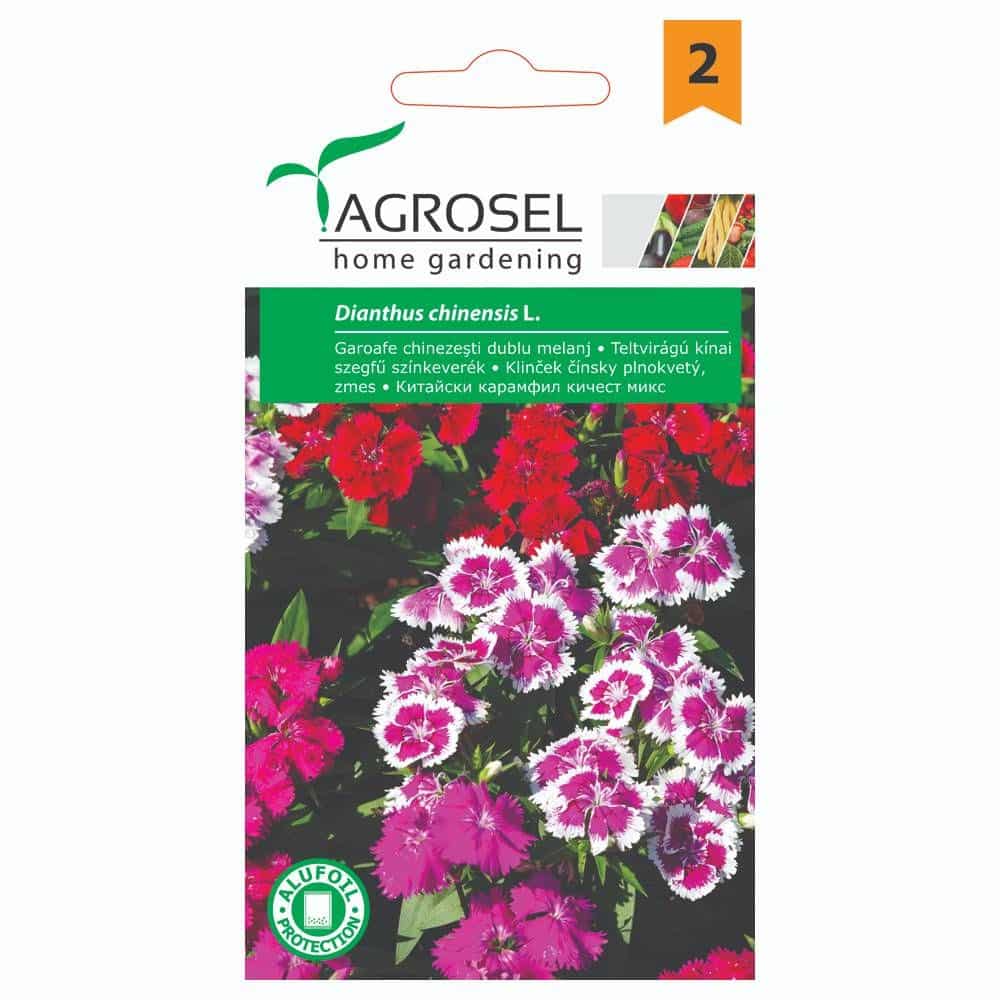 Nellike - Dianthus Chinensis - PG2