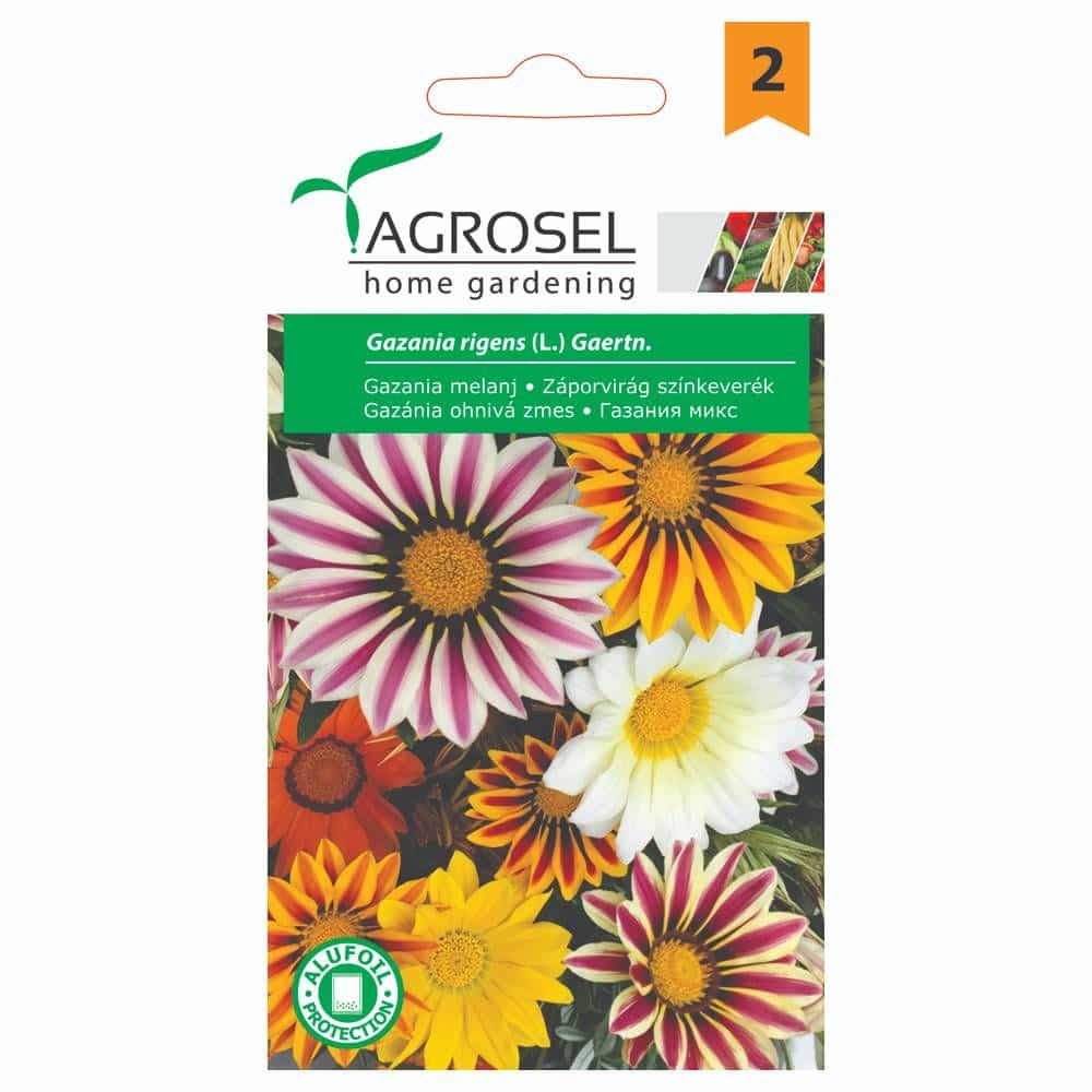 Gazania - Rigens (L.) Gaertn - PG2