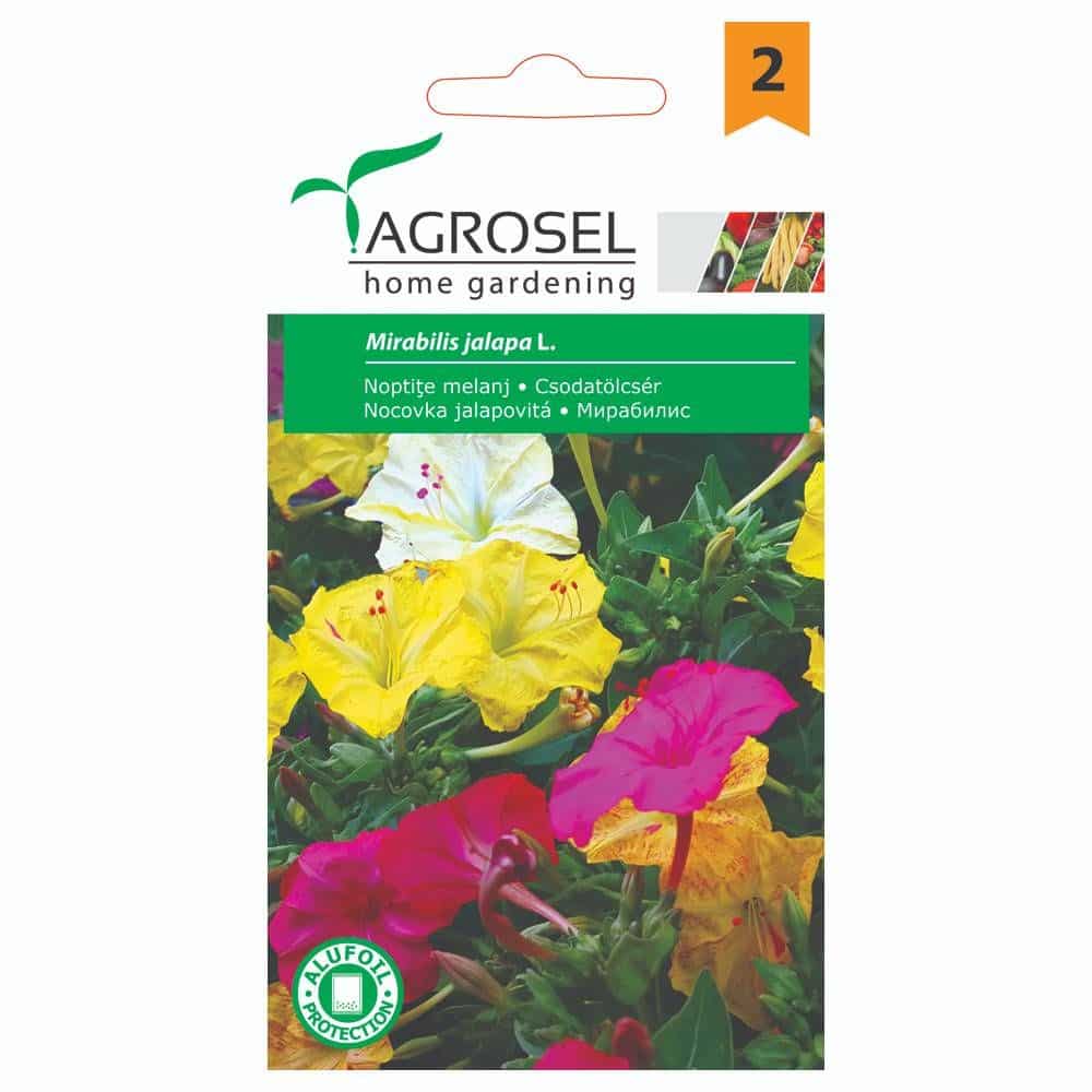 Vidunderblomst - Mirabilis Jalapa - PG2