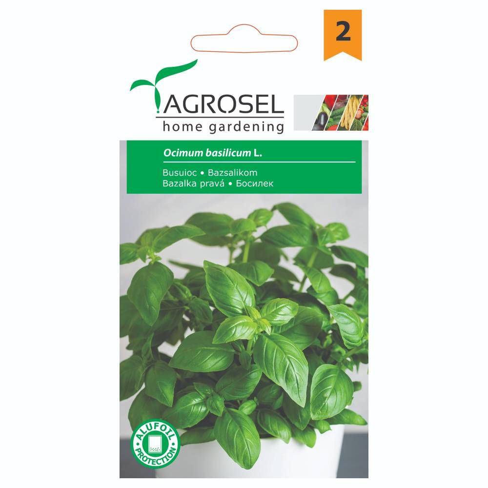 Basilikum - Ocimum Basilicum L. - PG2