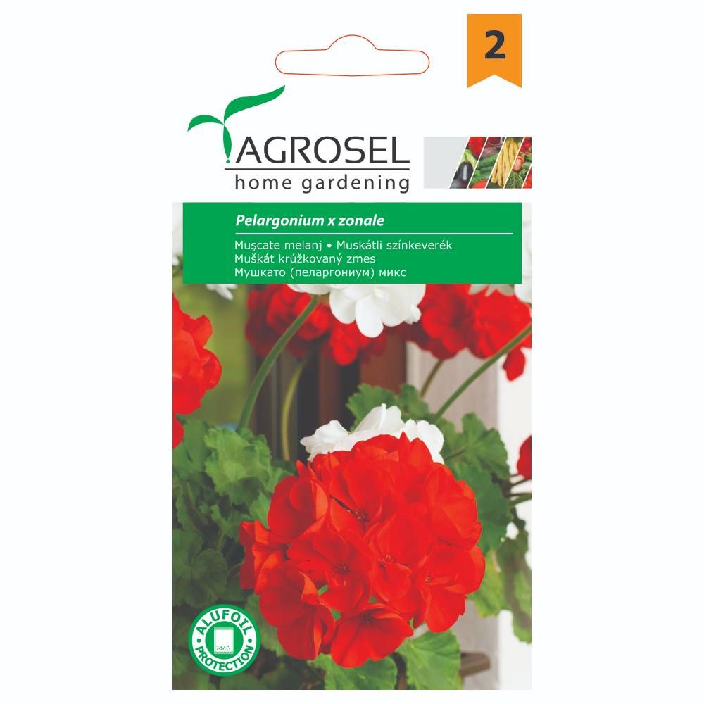 Pelargonie - Pelargonium Zonale - PG2
