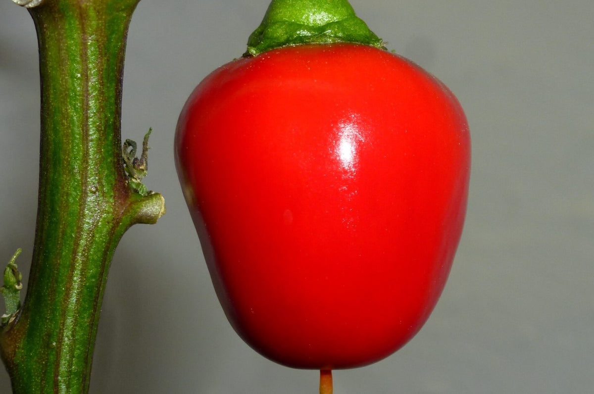 Picante a Cuore - C.annuum