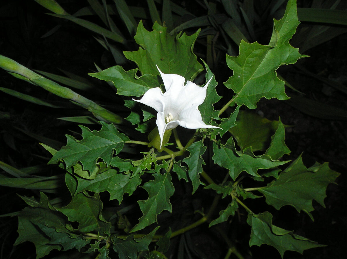 Pigæble - Datura stramonium