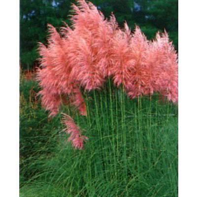 Pampas græs - 'Pink feather'