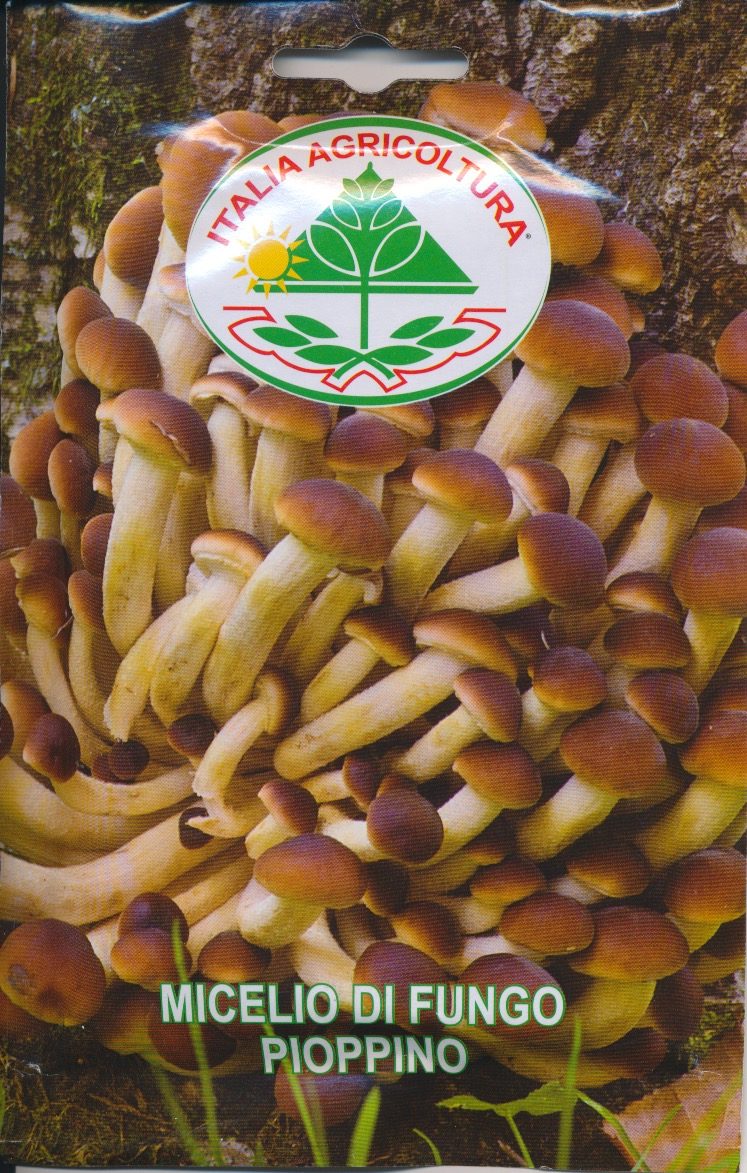 Kastanjesvampe - Pioppino - Agrocybe aegerita