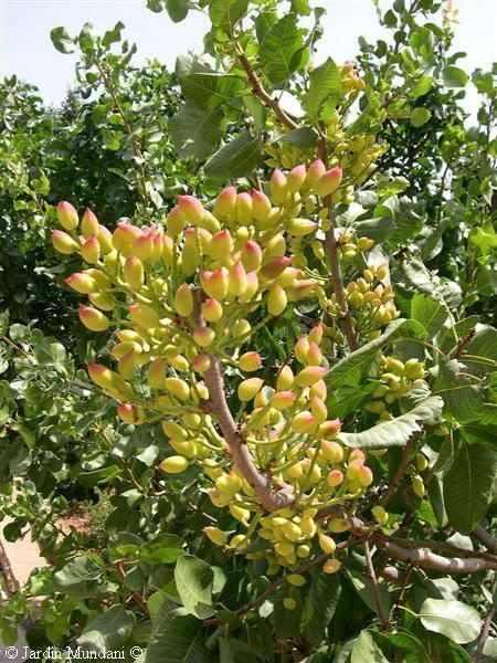 Ægte Pistacie Nød - Pistacia vera