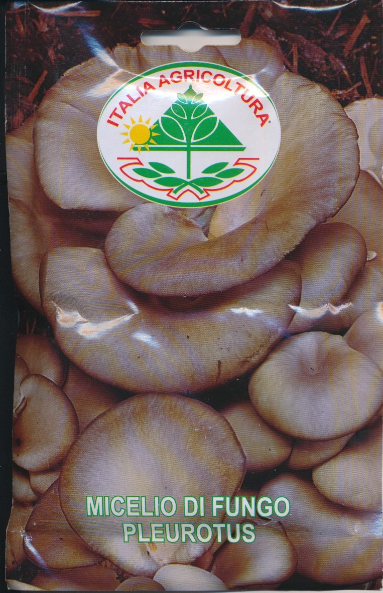 Østershat - Pleurotus - Pleurotus ostreatus