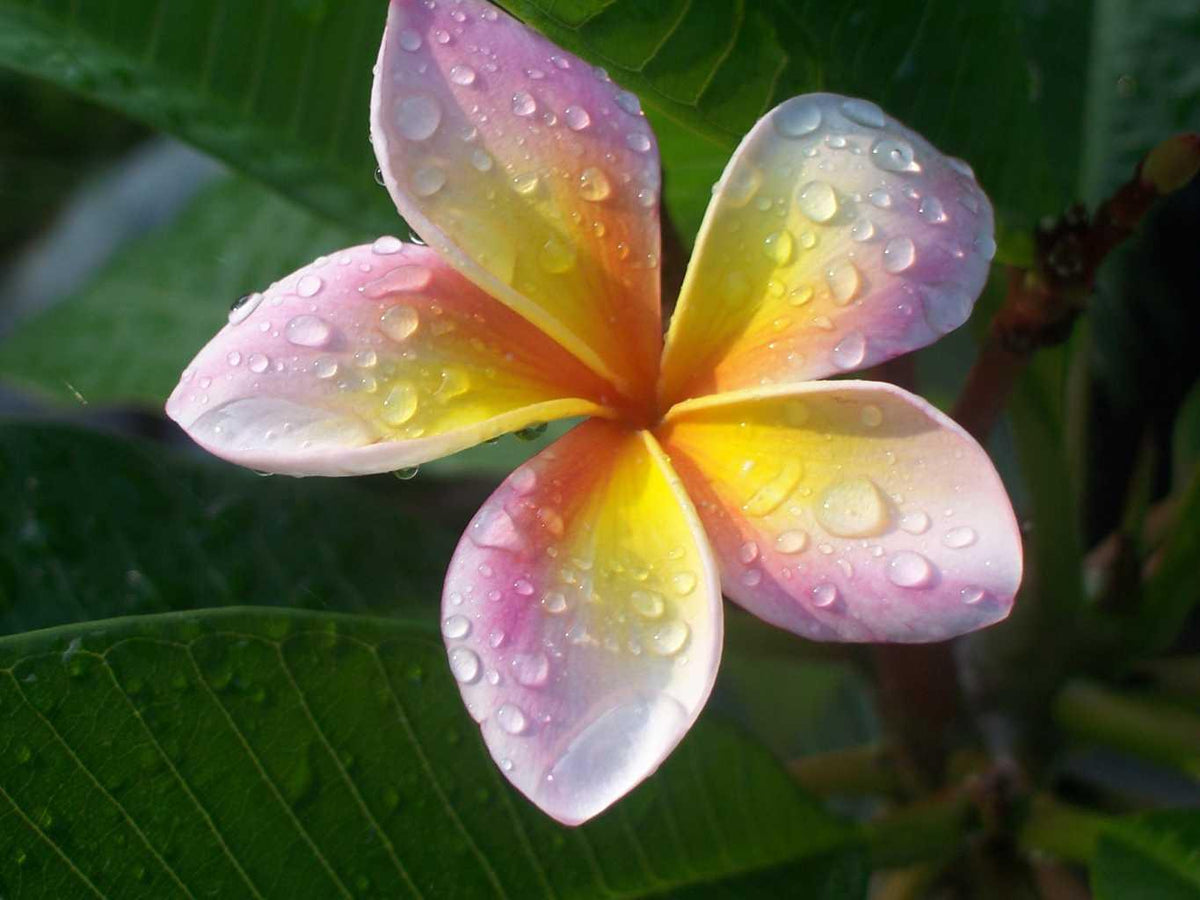 Plumeria - Frangipani plante