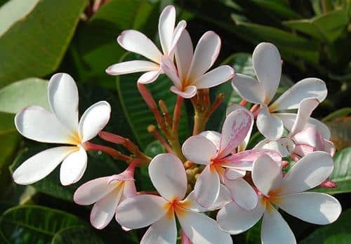 Plumeria obtusa - Singapore Dwarf