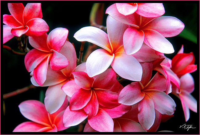 Plumeria Mix  -  Blandede Farver/varianter