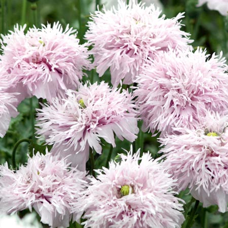 Lilac Pompom - Papaver laciniatum