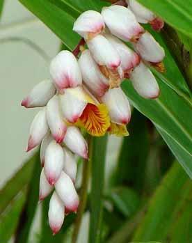 Porcelæns Lilje (Shell Ginger) – Alpinia Zerumbet
