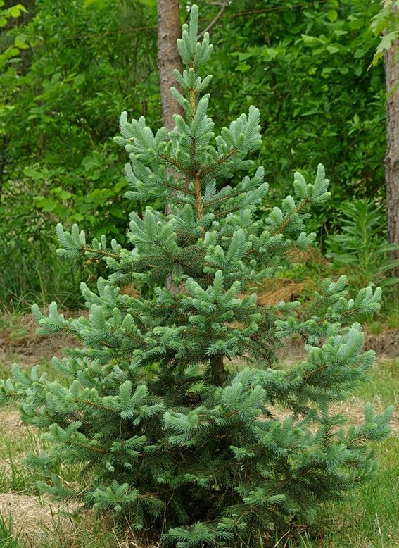 Blå Gran - Picea pungens glauca 'Apache' - 500 frø