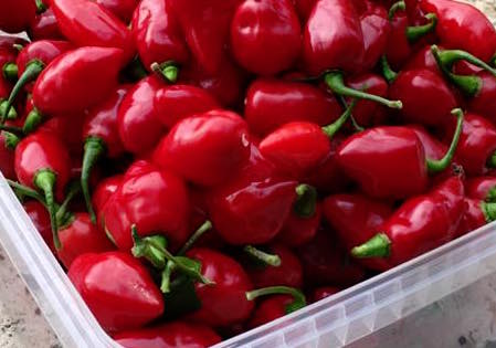 Rimmerhus Petite Rouge  - Plante