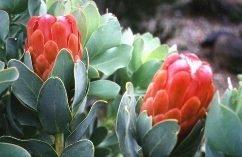 Prinsesse Protea  - Protea grandiceps
