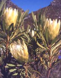 Almindelig Protea - Hvid - Protea repens