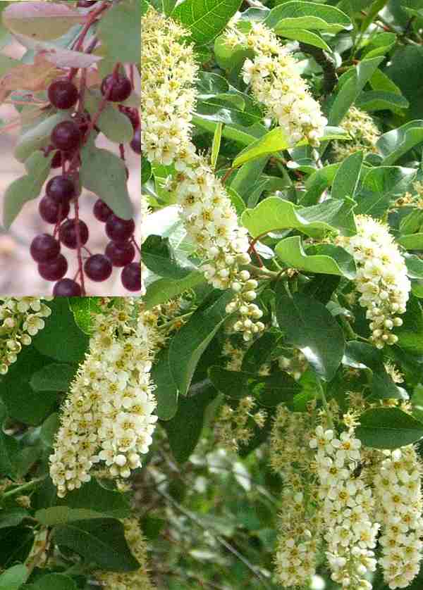 Virginiansk hæg - Prunus Virginiana