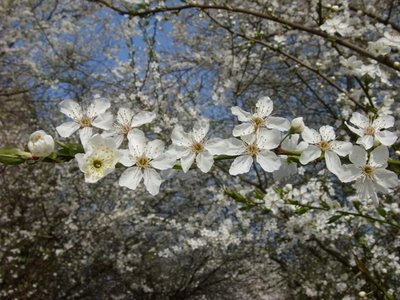 Kirsebærblomme - Prunus Cerasifera myrobalan