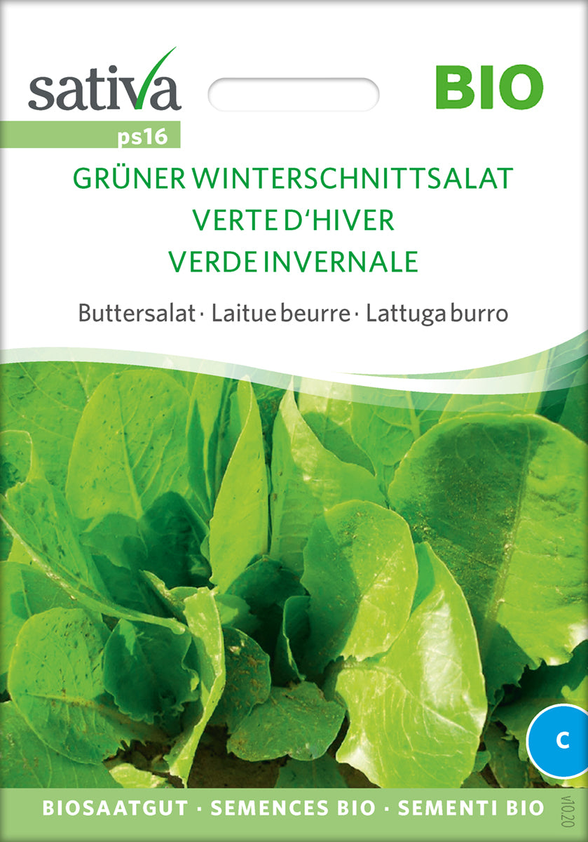 Salat - Green Winter Lettuce - ØKO