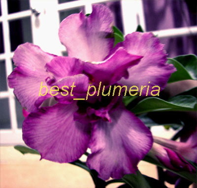 Ørkenrose - Adenium 'Purple Doxxon'