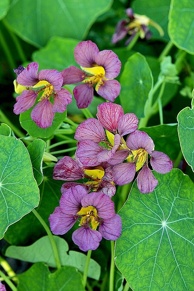 Blomsterkarse - Tropaeolum majus - Purple Emperor