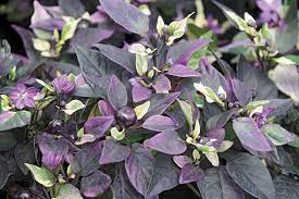 Purple Flash - Plante