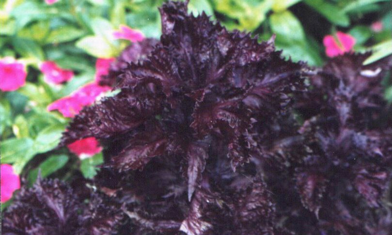 Basilikum - 'Purple Ruffles'