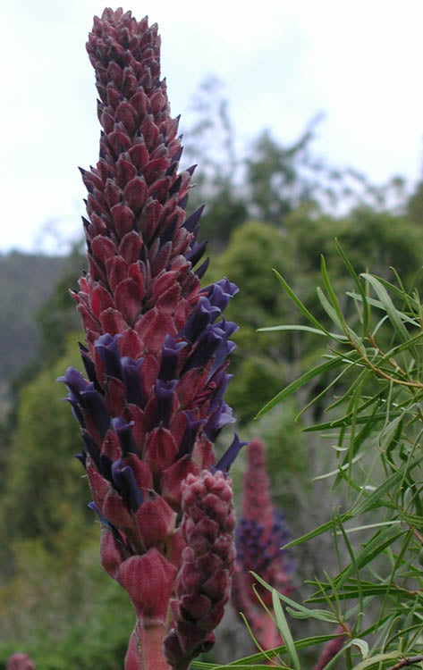 Chaugal - Puya Coerulea