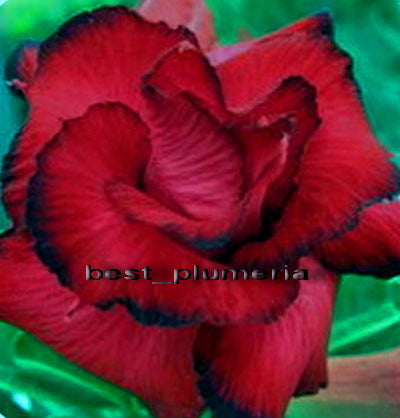 Ørkenrose - Adenium 'Queenrose'