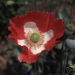 Queens poppy/Dannebrog - Papaver somniferum