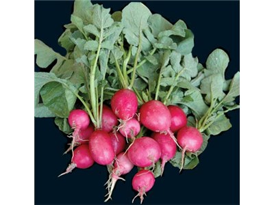 Radis - Pink Beauty