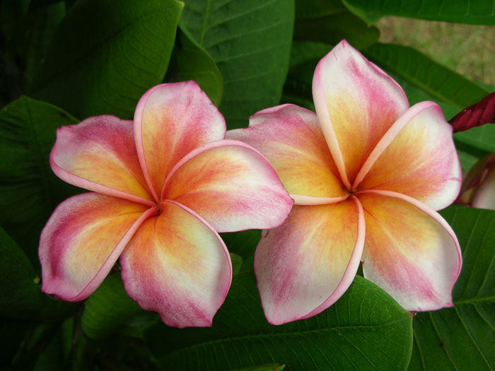 Plumeria - Red Keeping