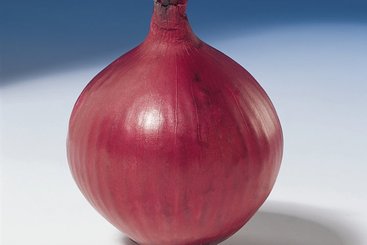 Stikløg - Allium cepa var. cepa 'Red Baron'