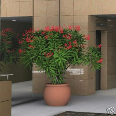 Nerium Oleander- Rød.
