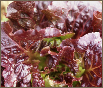 Salat - Royal Red