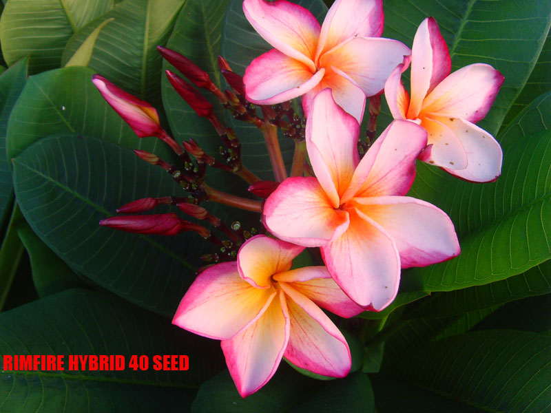 Plumeria -  Rimfire