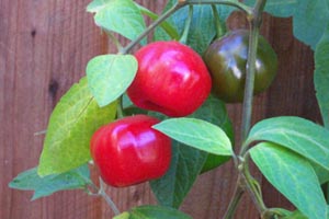 Rocoto Giant Red C.Pubescens