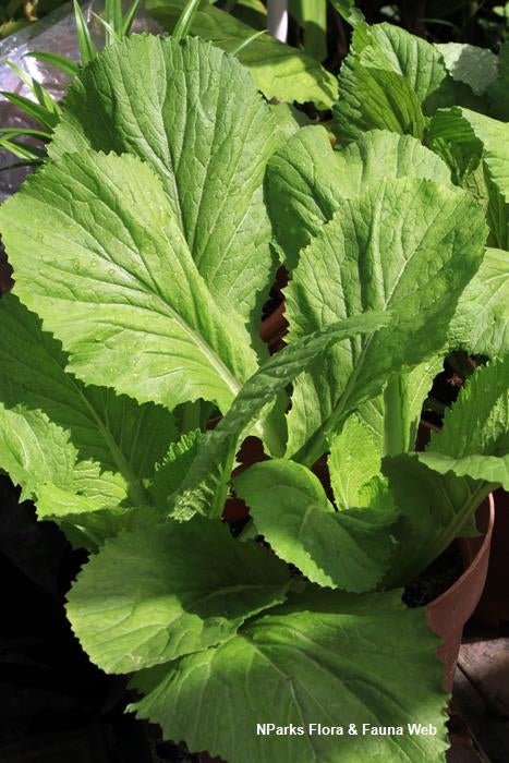 Bladsennep - Red Giant Mustard - Brassica juncea