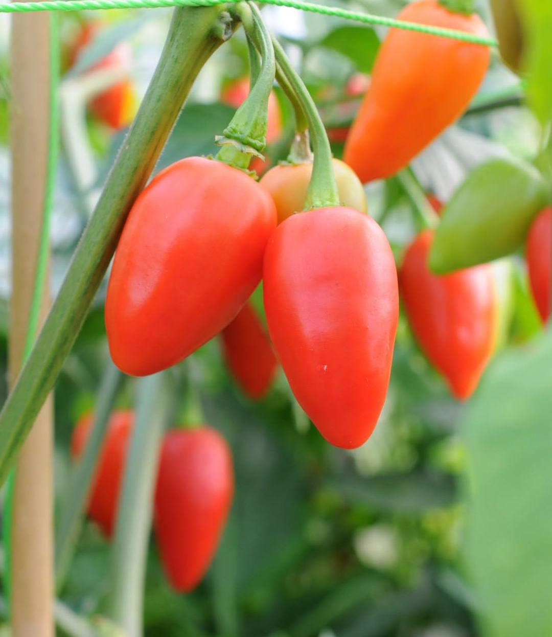 Rompedor - C. chinense