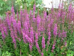 Salvie Rose Queen - Salvia Nemorosa Rosakonigin
