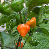 Royal Gold – C. chinense