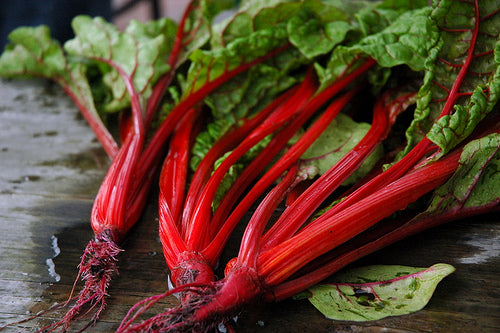 Bladbede - Ruby Red -  Beta vulgaris var. Ciela