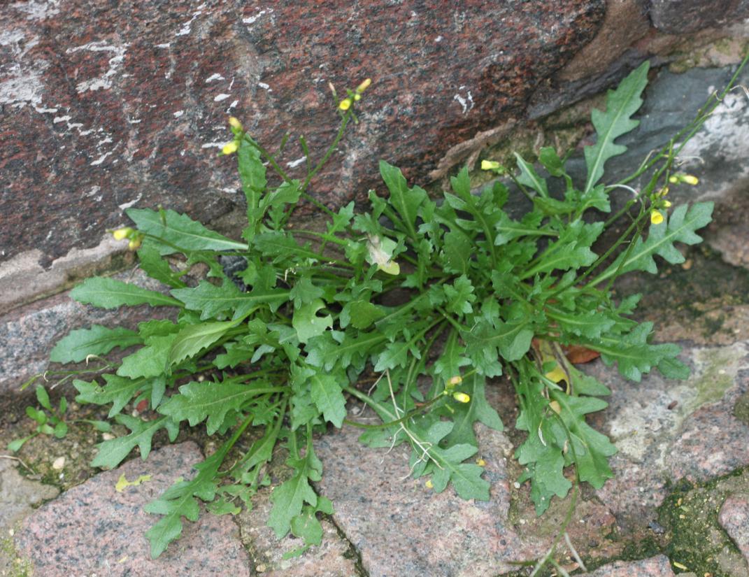 Mursennep - Diplotaxis tenuifolia 'Dragons Tongue'