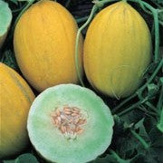 Rugoso Di Cosenza  - Musk Melon