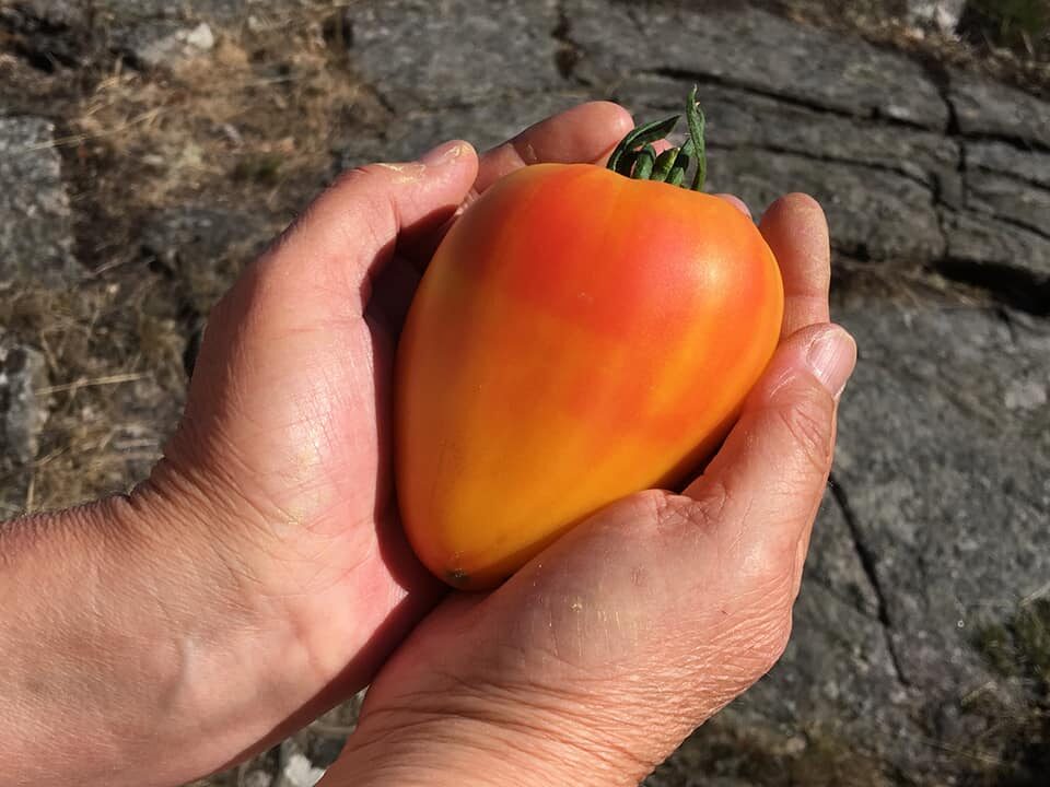 Orange Russian 117 - Tomat