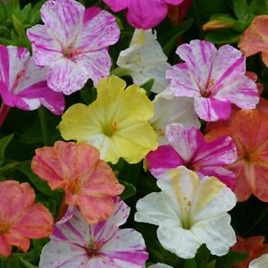 Vidunderblomst Stribet Mix - Mirabilis Jalapa Striped Mix
