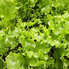 Salad Bowl - pluksalat